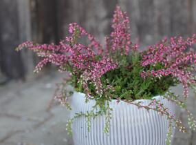 Vřes obecný 'Ellie' (Rasta) - Calluna vulgaris 'Ellie' (Rasta)