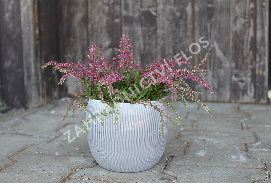 Vřes obecný 'Ellie' (Rasta) - Calluna vulgaris 'Ellie' (Rasta)