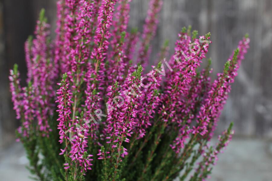 Vřes obecný 'Leandra' (Garden girls®) - Calluna vulgaris 'Leandra' (Garden girls®)