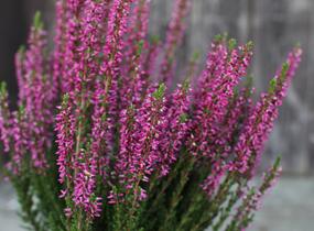 Vřes obecný 'Leandra' (Garden girls®) - Calluna vulgaris 'Leandra' (Garden girls®)