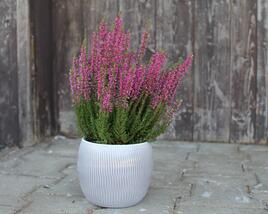 Vřes obecný 'Leandra' (Garden girls®)