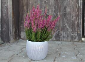 Vřes obecný 'Leandra' (Garden girls®) - Calluna vulgaris 'Leandra' (Garden girls®)