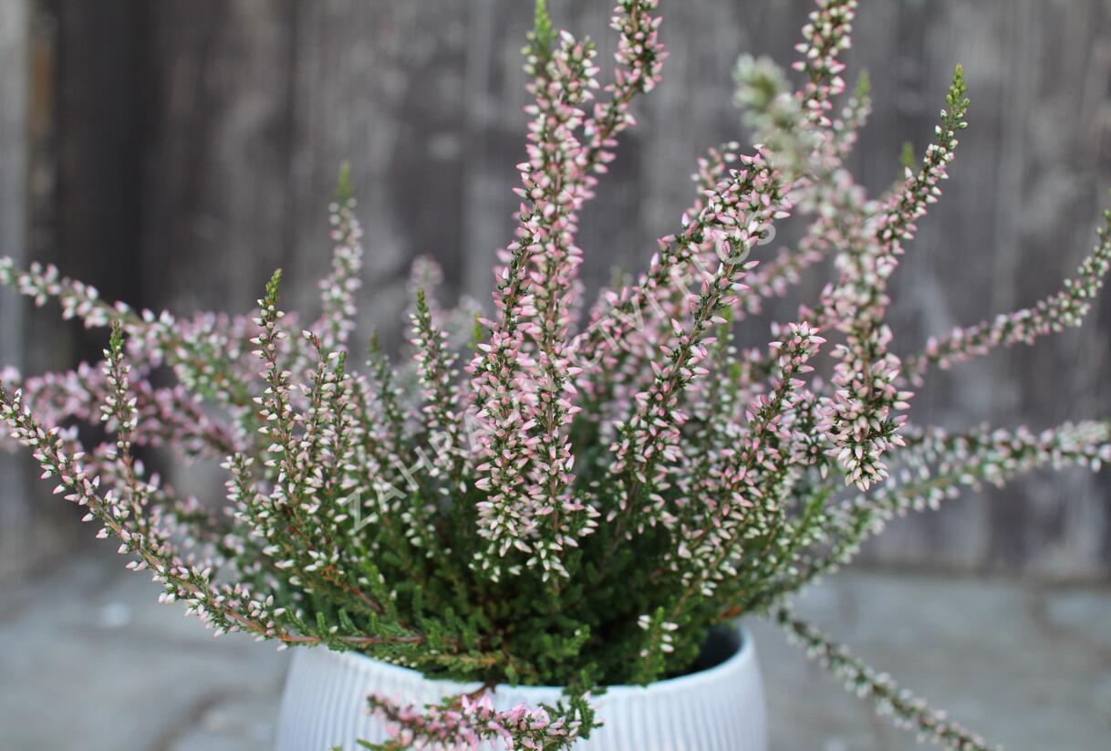 Vřes obecný 'Salome' (Garden girls®) - Calluna vulgaris 'Salome' (Garden girls®)