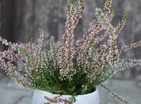 Vřes obecný 'Salome' (Garden girls®) - Calluna vulgaris 'Salome' (Garden girls®)