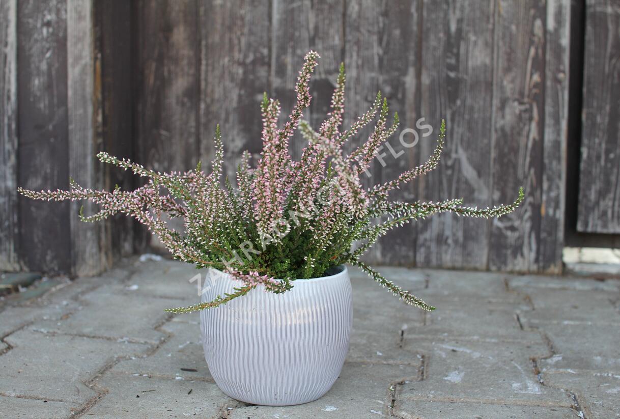 Vřes obecný 'Salome' (Garden girls®) - Calluna vulgaris 'Salome' (Garden girls®)