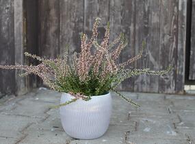 Vřes obecný 'Salome' (Garden girls®) - Calluna vulgaris 'Salome' (Garden girls®)