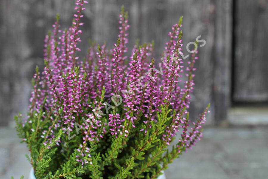 Vřes obecný 'Liliane' (Garden girls®) - Calluna vulgaris 'Liliane' (Garden girls®)