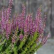 Vřes obecný 'Liliane' (Garden girls®) - Calluna vulgaris 'Liliane' (Garden girls®)