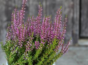 Vřes obecný 'Liliane' (Garden girls®) - Calluna vulgaris 'Liliane' (Garden girls®)