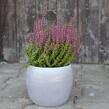 Vřes obecný 'Liliane' (Garden girls®) - Calluna vulgaris 'Liliane' (Garden girls®)