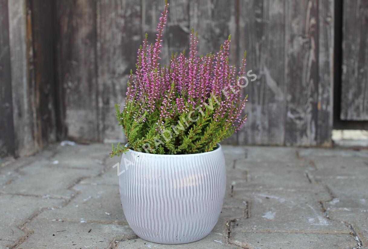 Vřes obecný 'Liliane' (Garden girls®) - Calluna vulgaris 'Liliane' (Garden girls®)