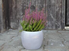 Vřes obecný 'Liliane' (Garden girls®) - Calluna vulgaris 'Liliane' (Garden girls®)