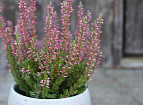 Vřes obecný 'Mary Ann' (Garden girls®) - Calluna vulgaris 'Mary Ann' (Garden girls®)