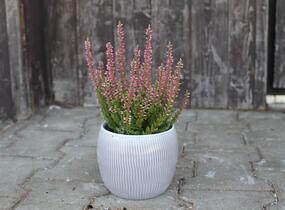 Vřes obecný 'Mary Ann' (Garden girls®) - Calluna vulgaris 'Mary Ann' (Garden girls®)