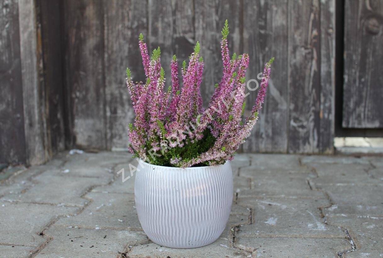 Vřes obecný 'Disco Queen' - Calluna vulgaris 'Disco Queen'