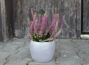 Vřes obecný 'Disco Queen' - Calluna vulgaris 'Disco Queen'