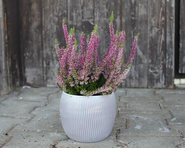 Vřes obecný 'Disco Queen'