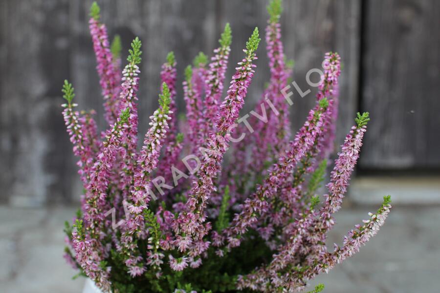 Vřes obecný 'Disco Queen' - Calluna vulgaris 'Disco Queen'