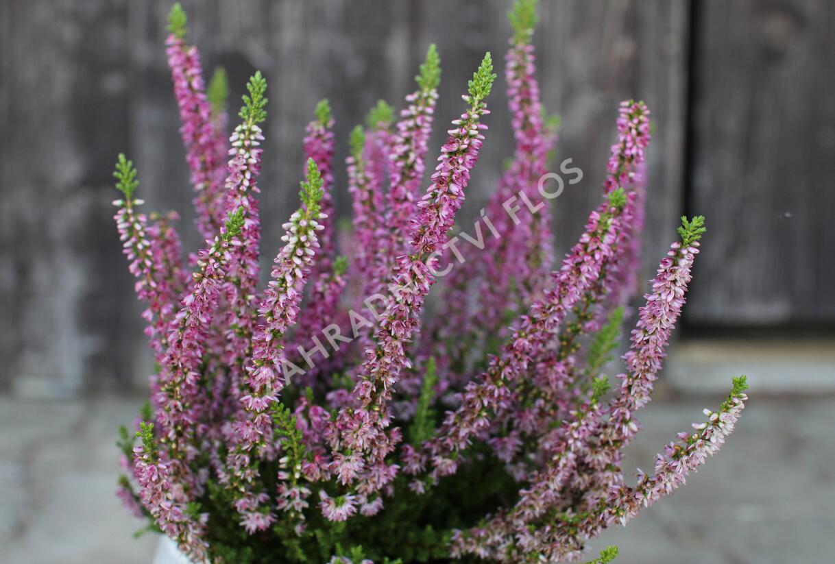 Vřes obecný 'Disco Queen' - Calluna vulgaris 'Disco Queen'