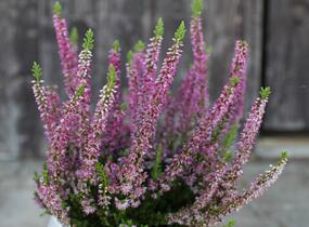 Vřes obecný 'Disco Queen' - Calluna vulgaris 'Disco Queen'