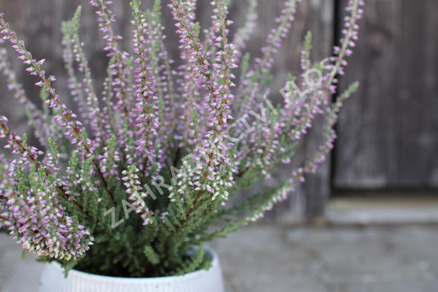 Vřes obecný 'Silvana' (Garden girls®) - Calluna vulgaris 'Silvana' (Garden girls®)