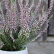 Vřes obecný 'Silvana' (Garden girls®) - Calluna vulgaris 'Silvana' (Garden girls®)