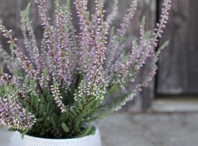 Vřes obecný 'Silvana' (Garden girls®) - Calluna vulgaris 'Silvana' (Garden girls®)