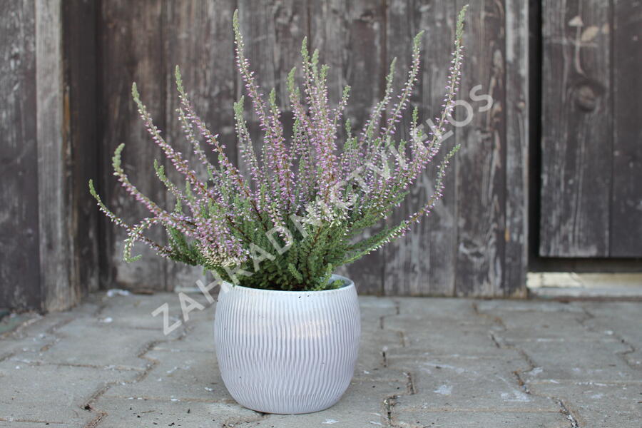 Vřes obecný 'Silvana' (Garden girls®) - Calluna vulgaris 'Silvana' (Garden girls®)