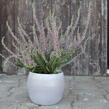 Vřes obecný 'Silvana' (Garden girls®) - Calluna vulgaris 'Silvana' (Garden girls®)