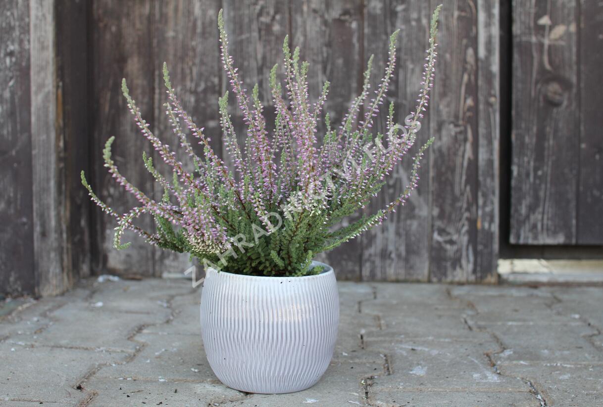 Vřes obecný 'Silvana' (Garden girls®) - Calluna vulgaris 'Silvana' (Garden girls®)