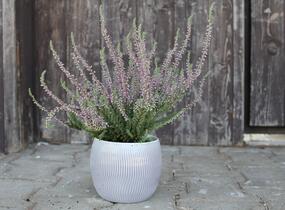 Vřes obecný 'Silvana' (Garden girls®) - Calluna vulgaris 'Silvana' (Garden girls®)