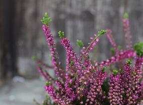Vřes obecný 'Eckart Miessner' - Calluna vulgaris 'Eckart Miessner'