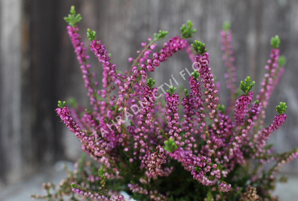 Vřes obecný 'Eckart Miessner' - Calluna vulgaris 'Eckart Miessner'