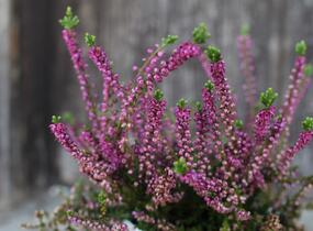 Vřes obecný 'Eckart Miessner' - Calluna vulgaris 'Eckart Miessner'