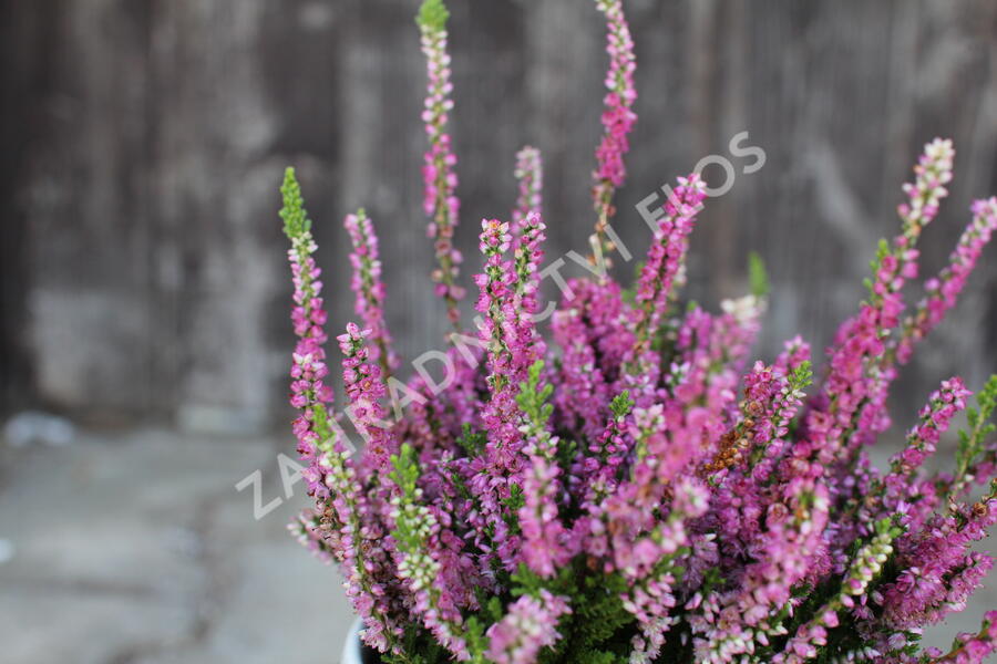 Vřes obecný 'Dark Star' - Calluna vulgaris 'Dark Star'