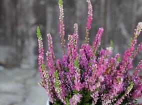 Vřes obecný 'Dark Star' - Calluna vulgaris 'Dark Star'