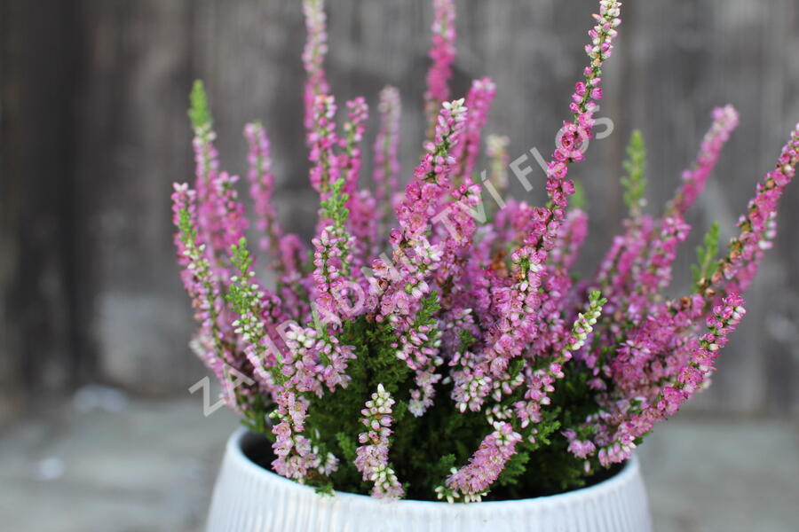 Vřes obecný 'Dark Star' - Calluna vulgaris 'Dark Star'