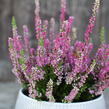 Vřes obecný 'Dark Star' - Calluna vulgaris 'Dark Star'
