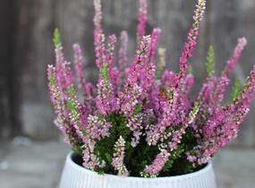 Vřes obecný 'Dark Star' - Calluna vulgaris 'Dark Star'