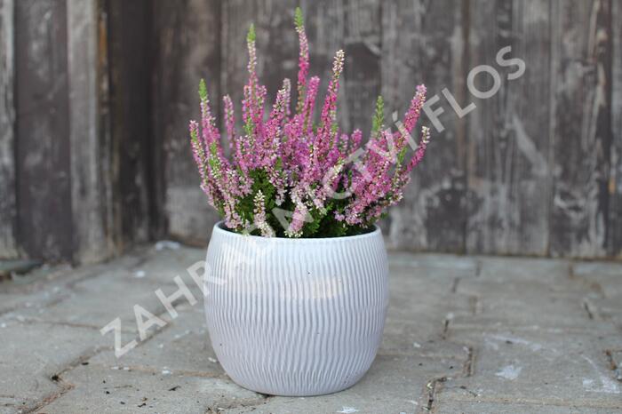 Vřes obecný 'Dark Star' - Calluna vulgaris 'Dark Star'