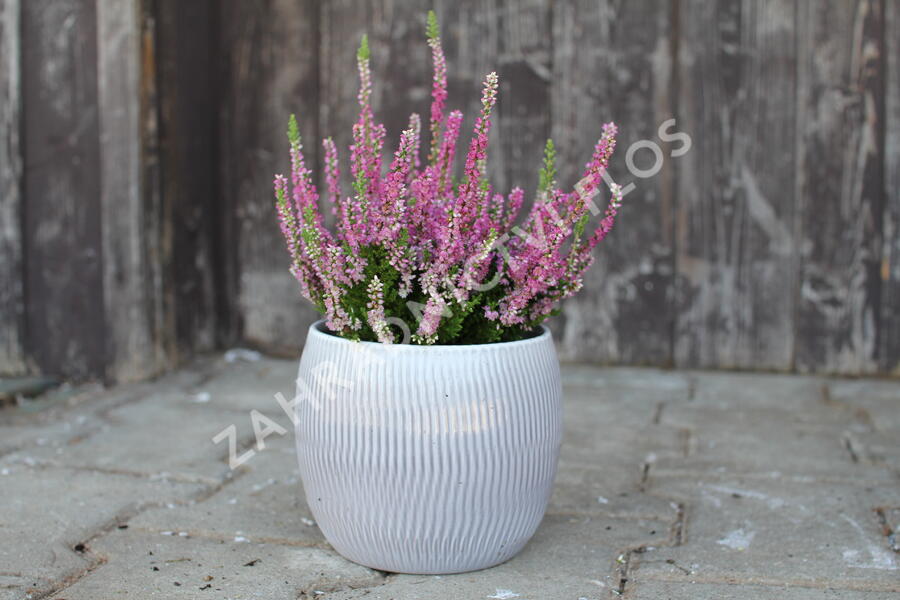 Vřes obecný 'Dark Star' - Calluna vulgaris 'Dark Star'