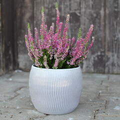 Vřes obecný 'Dark Star' - Calluna vulgaris 'Dark Star'