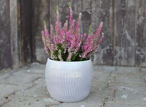 Vřes obecný 'Dark Star' - Calluna vulgaris 'Dark Star'