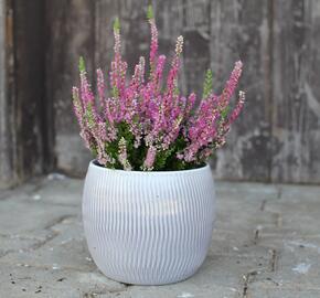 Vřes obecný 'Dark Star' - Calluna vulgaris 'Dark Star'