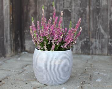 Vřes obecný 'Dark Star'