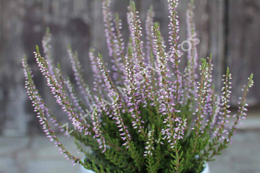 Vřes obecný 'Hilda' (Garden girls®) - Calluna vulgaris 'Hilda' (Garden girls®)