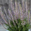 Vřes obecný 'Hilda' (Garden girls®) - Calluna vulgaris 'Hilda' (Garden girls®)