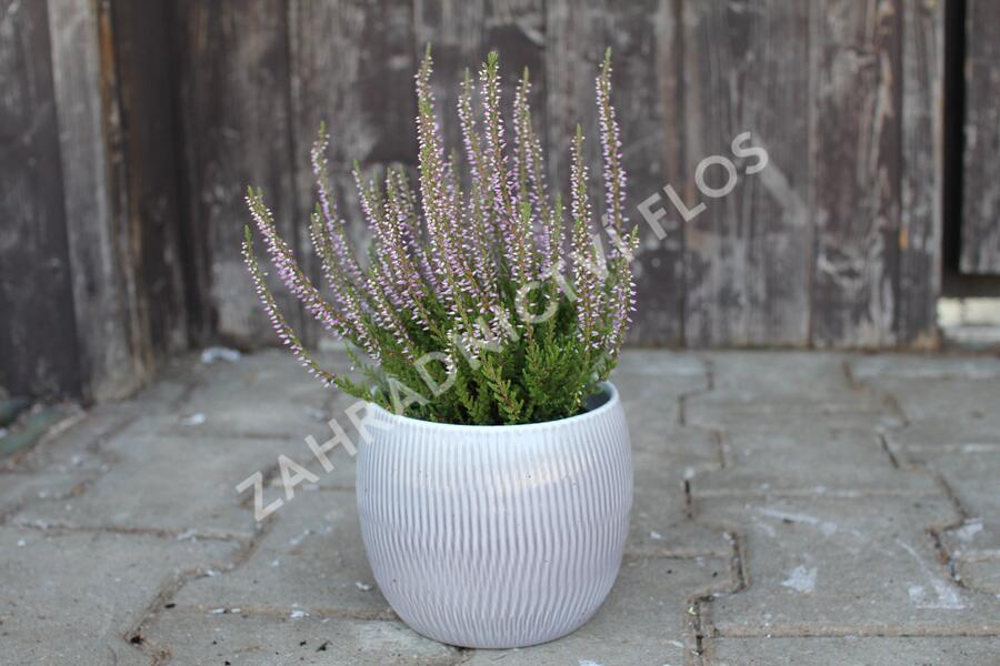 Vřes obecný 'Hilda' (Garden girls®) - Calluna vulgaris 'Hilda' (Garden girls®)
