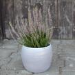 Vřes obecný 'Hilda' (Garden girls®) - Calluna vulgaris 'Hilda' (Garden girls®)