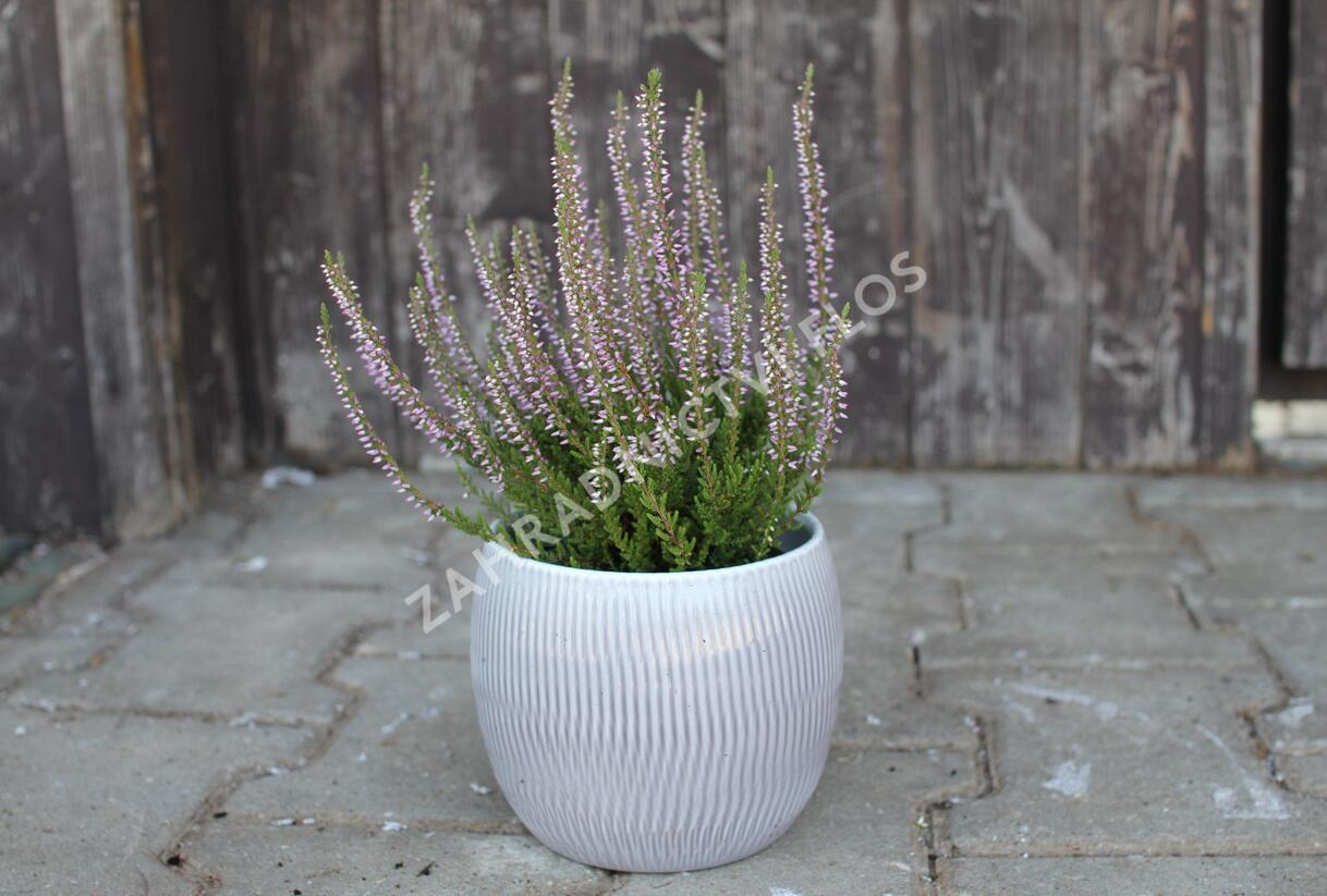 Vřes obecný 'Hilda' (Garden girls®) - Calluna vulgaris 'Hilda' (Garden girls®)